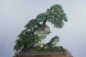 Juniperus horizontalis