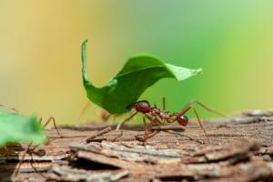 Mexican leaf-cutting ant carries a leaf
