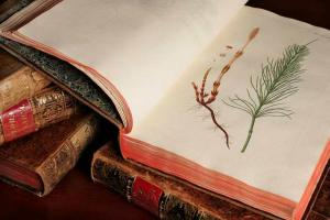 Collection de livres anciens du Jardin botanique : Flora Danica