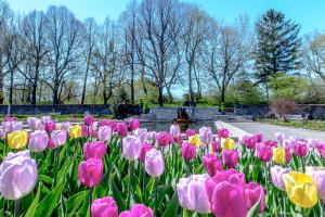 Tulips in the Jardin botanique