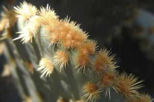 Opuntia lindheimeri var. lindheimeri