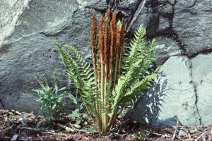 Osmunda cinnamomea