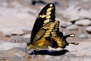 Grand porte-queue &#039;Papilio cresphontes&#039;