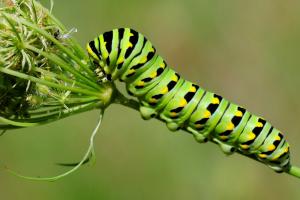 Papilio polyxenes