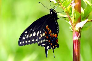 Papilio polyxenes