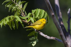 Paruline jaune