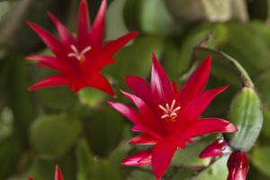 Schlumbergera x buckleyi