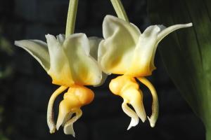 Stanhopea saccata.