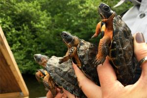 Four young wood turtles about to be released into the their original environment.