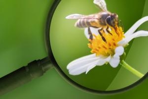 Trouver un insecte
