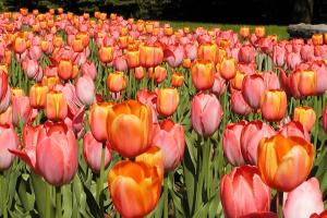 Massif de tulipes (Tulipa cv.).