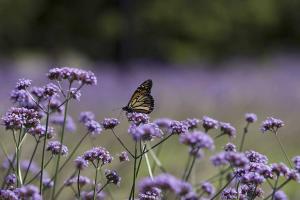A monarch butterfley on a tall verbana (Verbena bonariensis).