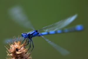 Zygoptera