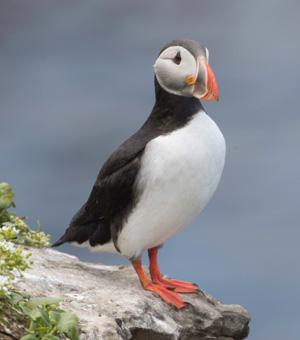 Macareux moine - Fratercula arctica