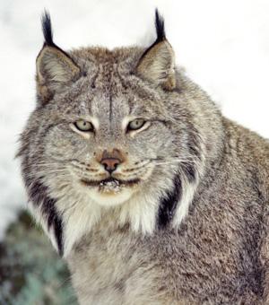  Canada lynx - Lynx canadensis