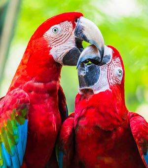  Scarlet macaw - Ara macao