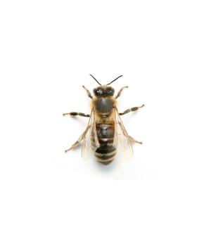 Bees, Wasps and Bumblebees