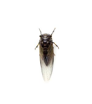 Singing Insects