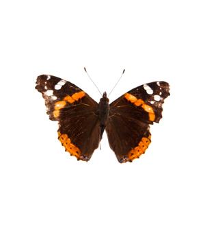Butterflies, moths and caterpillars