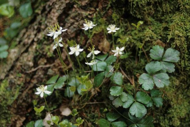 Coptis trifolia 