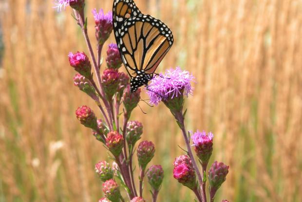 4 - Liatris à style ligulé