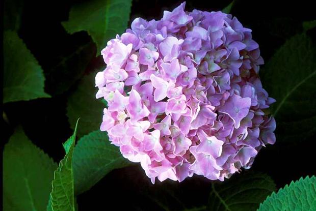 Hydrangea macrophylla 'Nikko Blue'