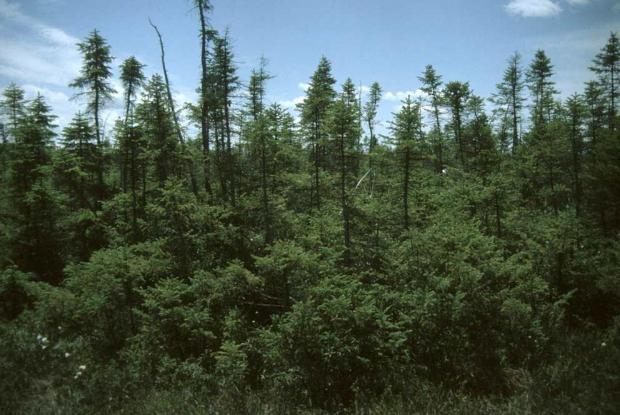 Picea mariana
