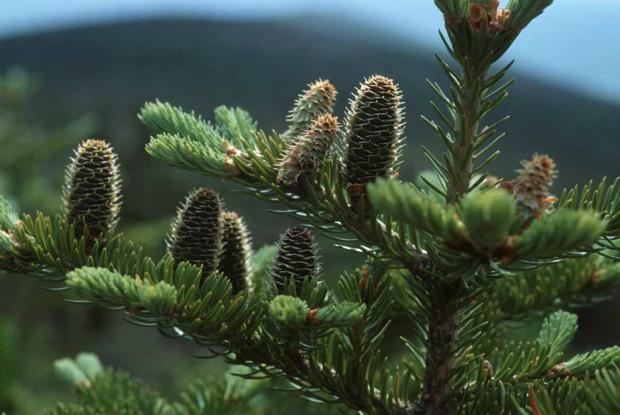 Abies balsamea