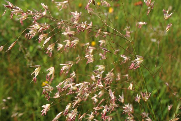 Deschampsie flexueuse 