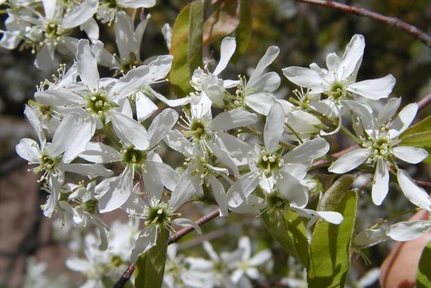 Amelanchier canadensis