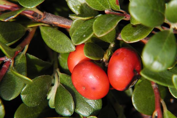 Arctostaphylos uva-ursi