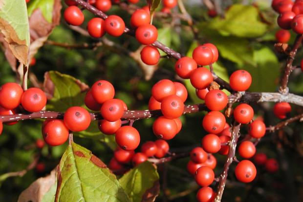 Common winterberry