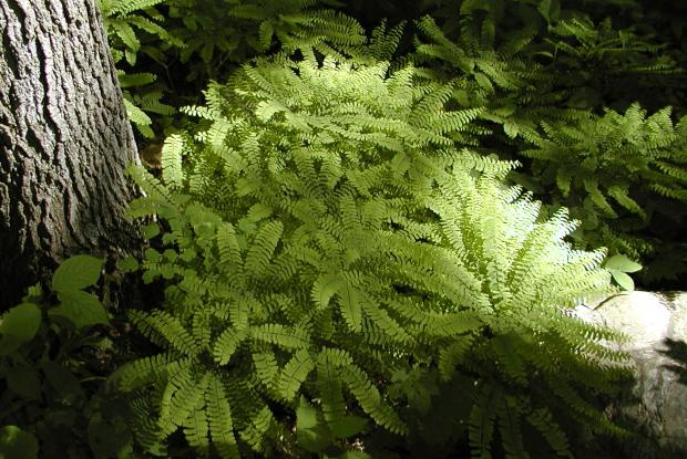 Adiantum pedatum