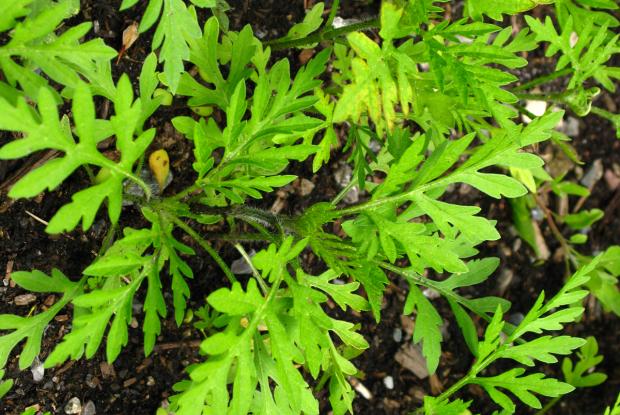 Petite herbe à poux (Ambrosia artemisiifolia) - jeune plant