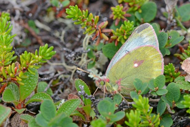 Colias nastes (Pieridae), Kuujjuaq