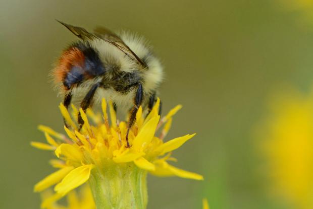 Un bourdon sur une fleur