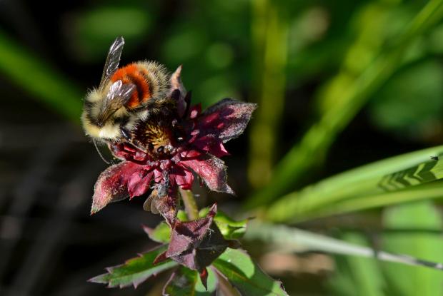 Bumblebee (Bombus sp.), Kuujjuaq 