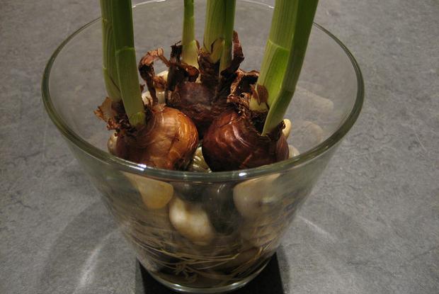 Narcissus papyraceus