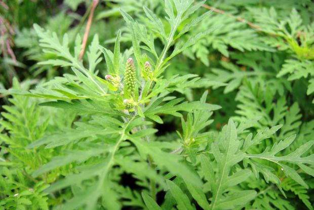 Petite herbe à poux (Ambrosia artemisiifolia) - début de floraison