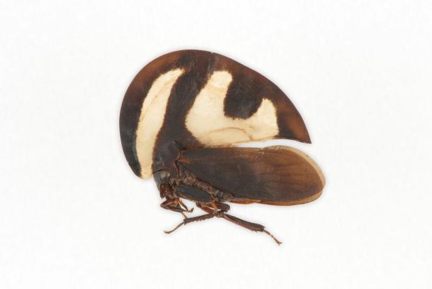 Membracis.
