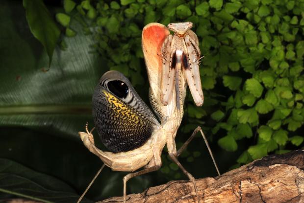 Pseudoempusa pinnapavonis.