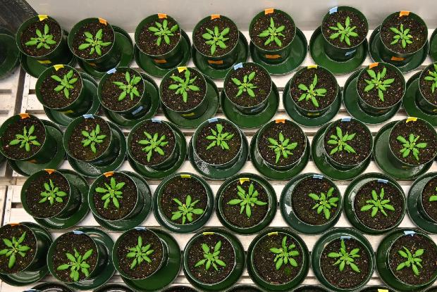 Arabidopsis en pot