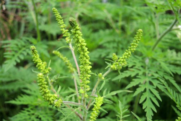 Petite herbe à poux (Ambrosia artemisiifolia) -  inflorescence