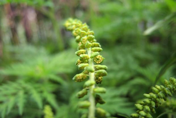 Ragweed (Ambrosia artemisiifolia) - male flowers releasing pollen