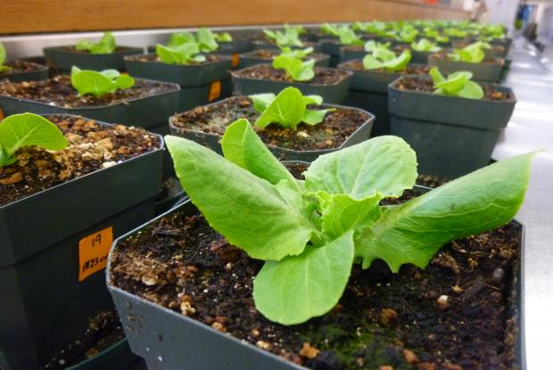 Potted lettuce