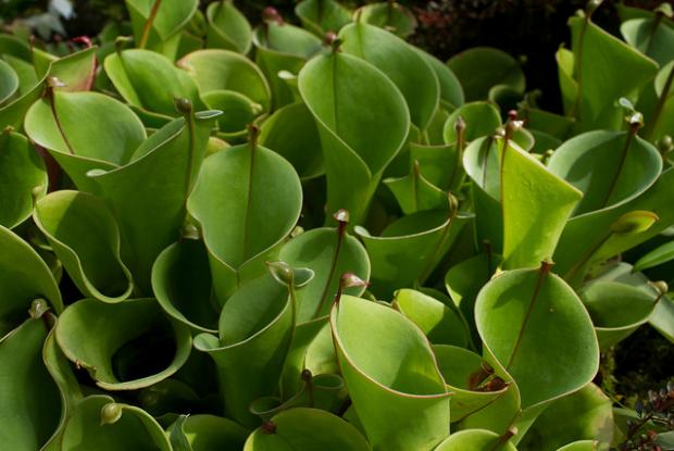 Heliamphora minor