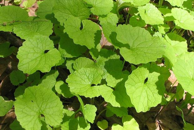 Alliaria petiolata