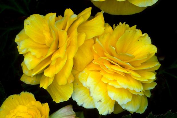 Begonia tuberhybrida