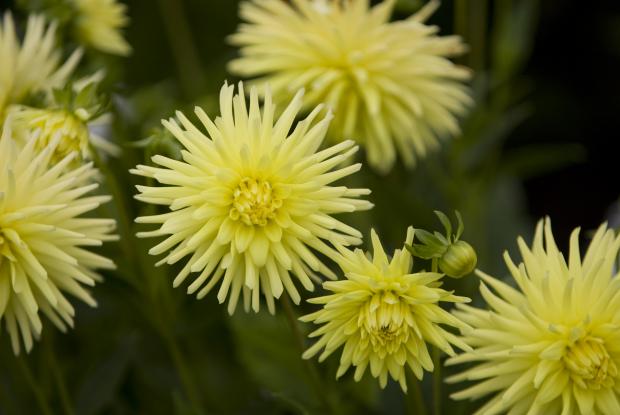 Dahlia cv.