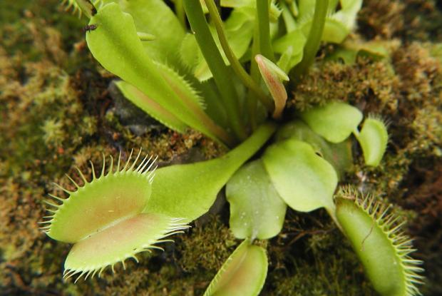 Venus flytrap (<em>Dionaea muscipula</em>), a carnivorous plant.